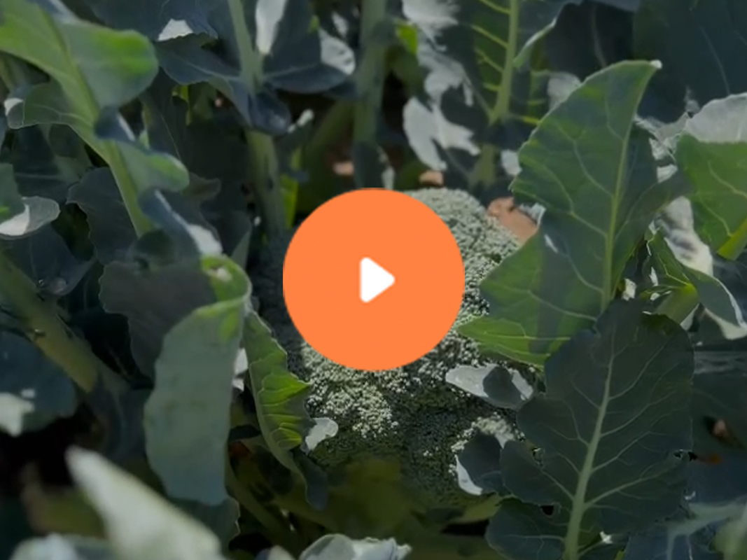 Broccoli Video 1