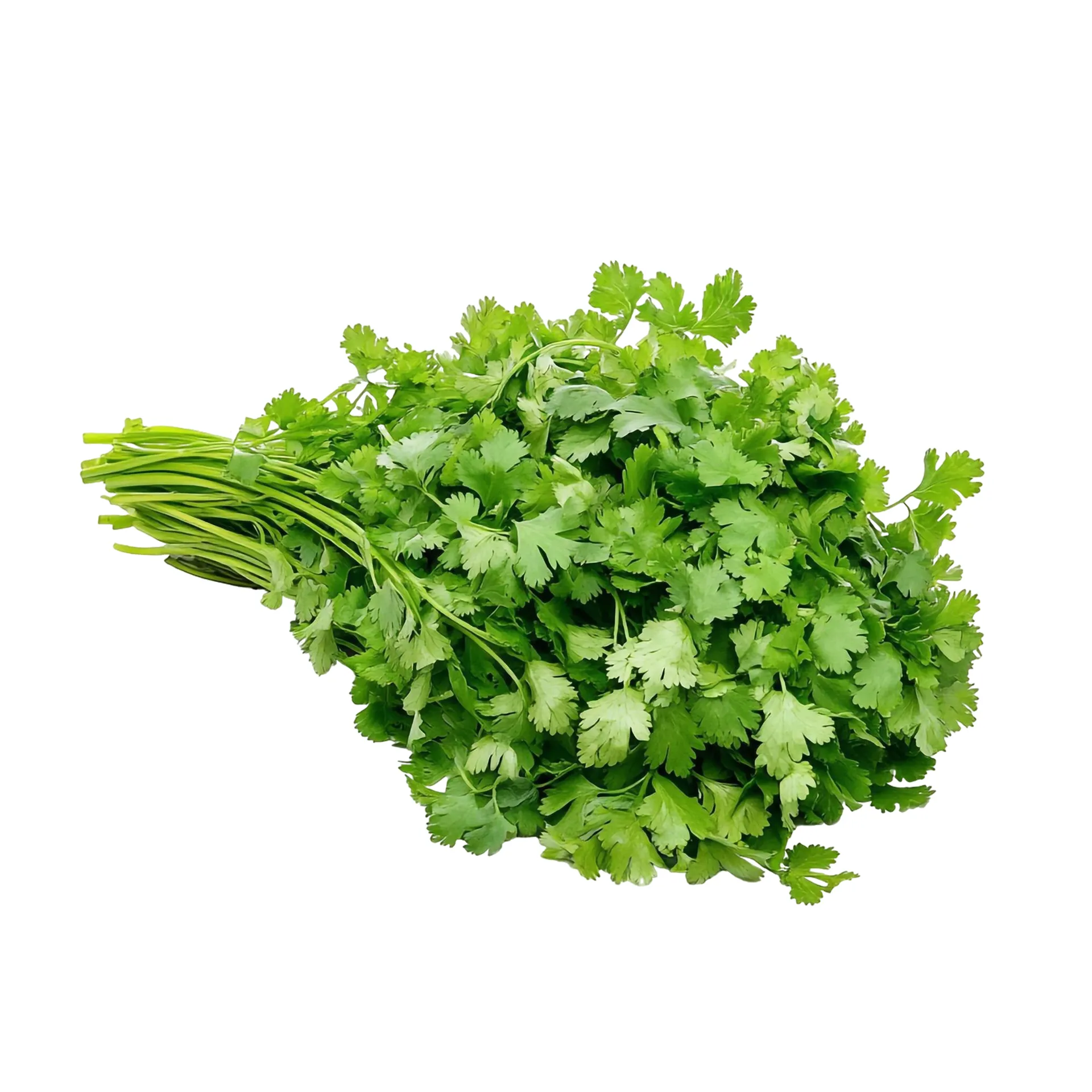 Fresh Coriander